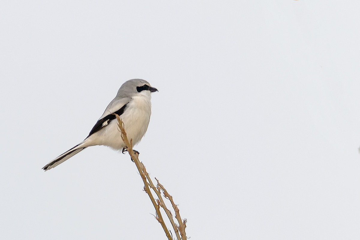 Büyük örümcekkuşu