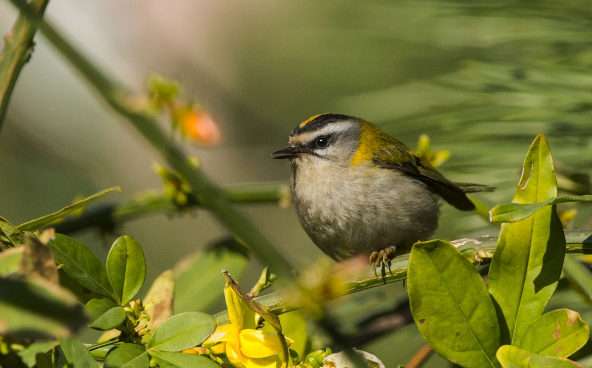 Sürmeli çalıkuşu
