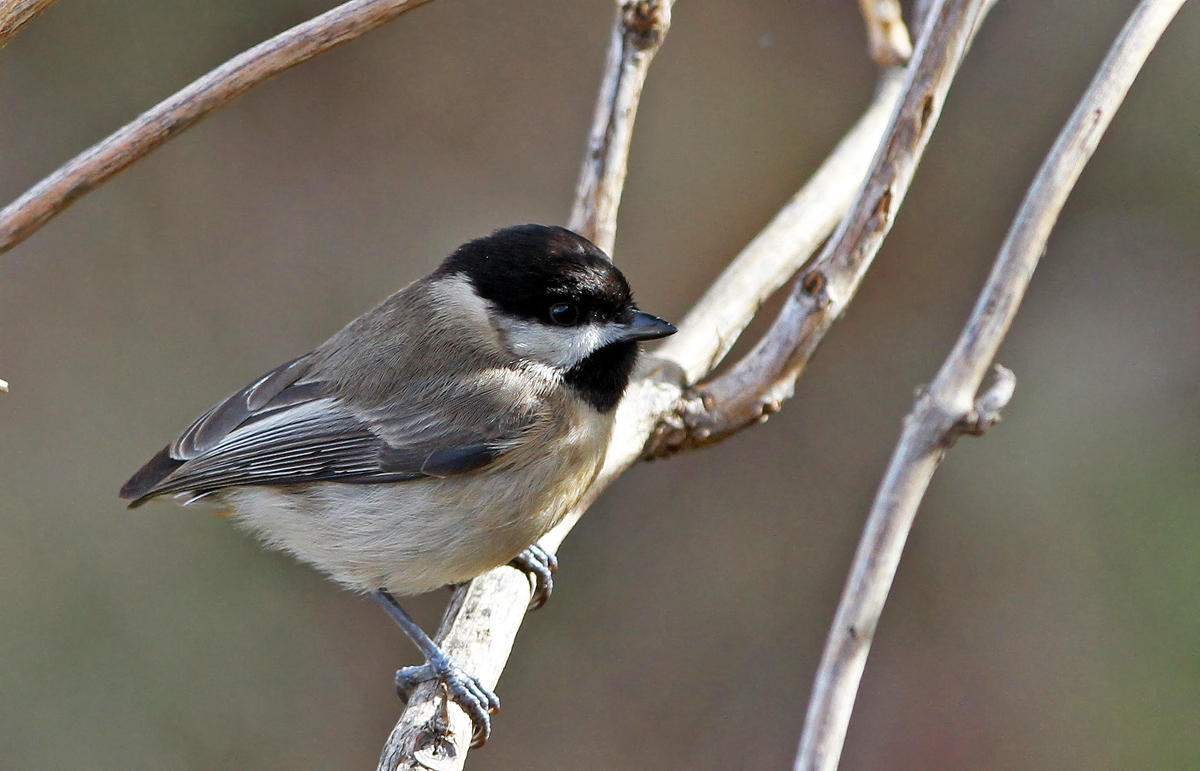 Akyanaklı baştankara