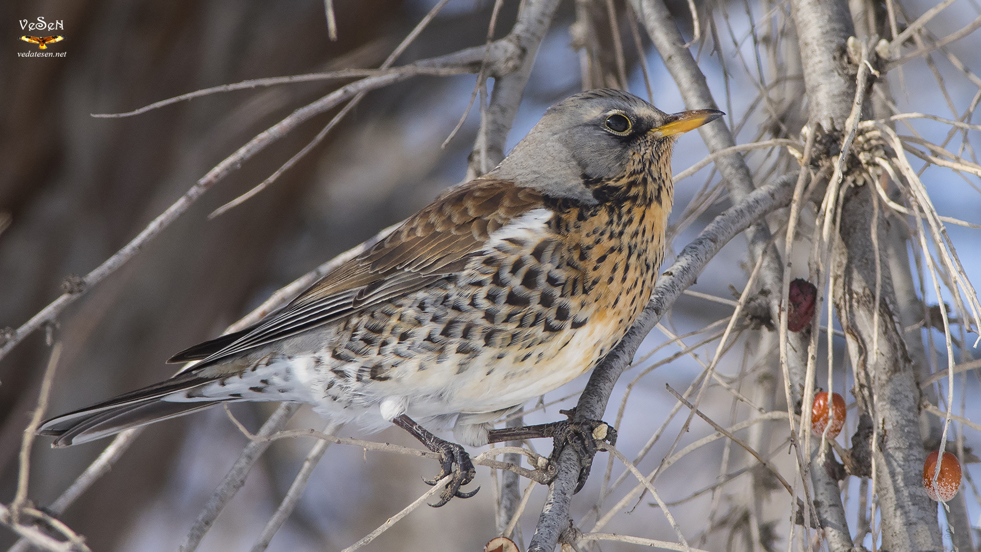Tarla ardıcı » Fieldfare » Turdus pilaris