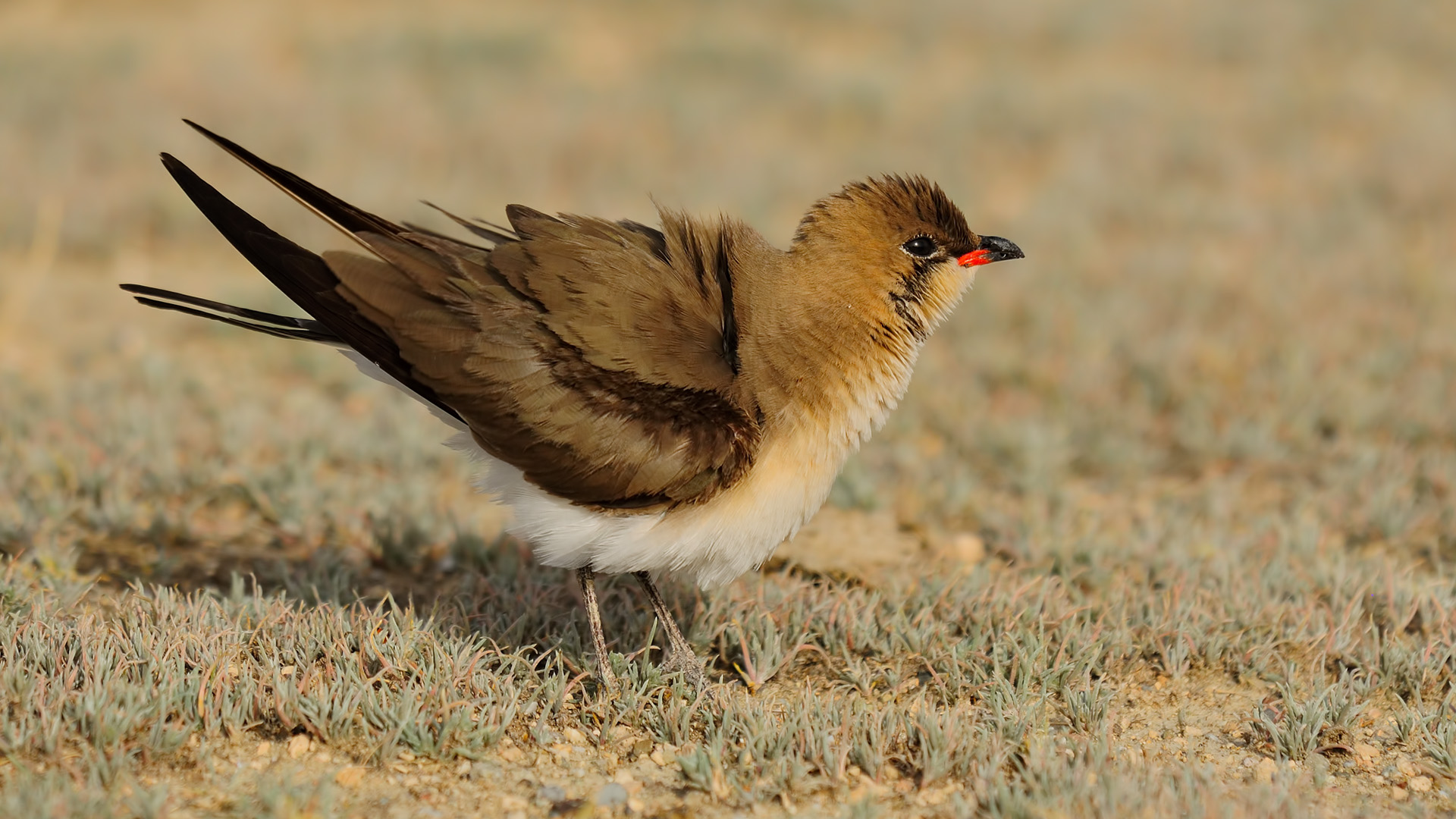 Bataklıkkırlangıcı