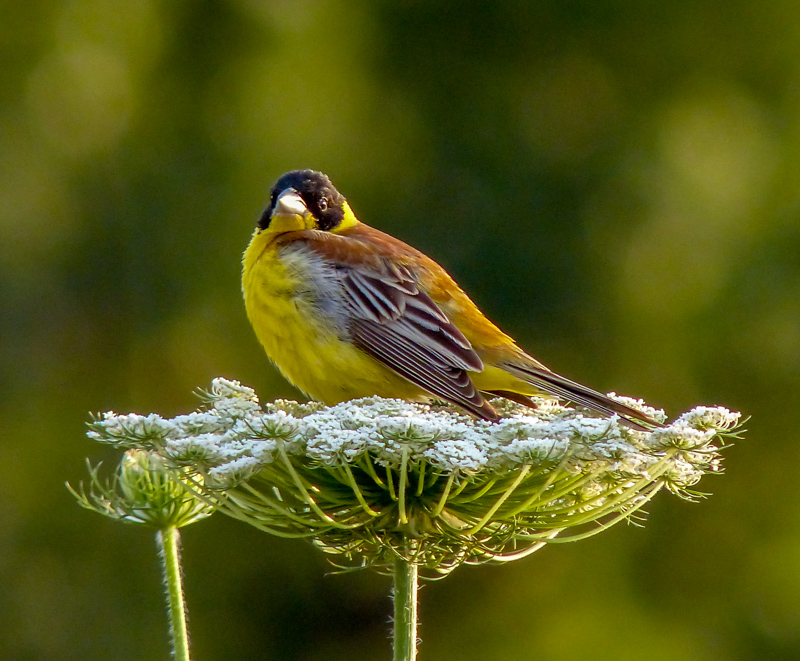 Karabaşlı kirazkuşu