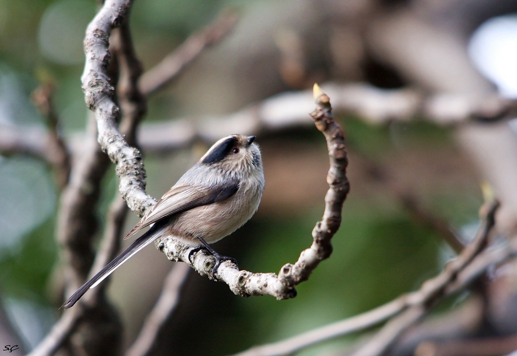 Uzunkuyruklu baştankara