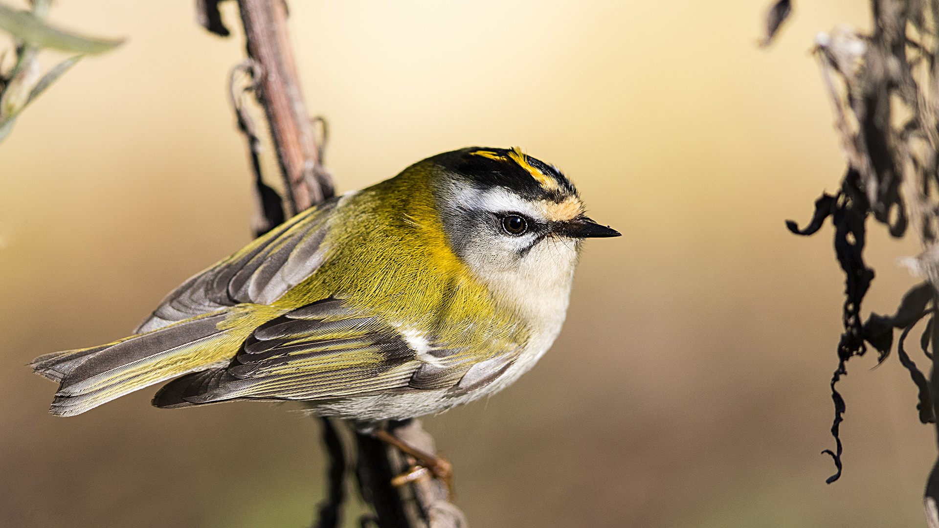 Sürmeli çalıkuşu