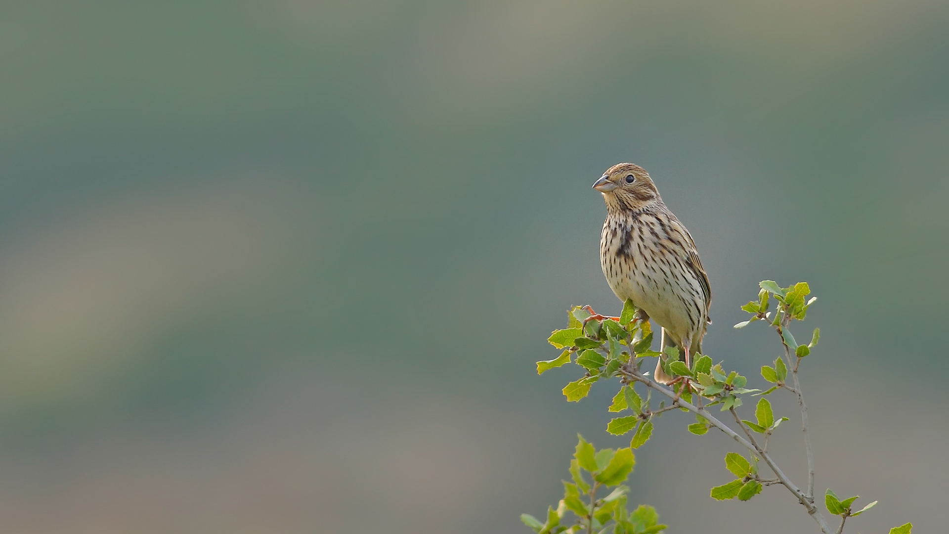 Tarla kirazkuşu » Corn Bunting » Emberiza calandra