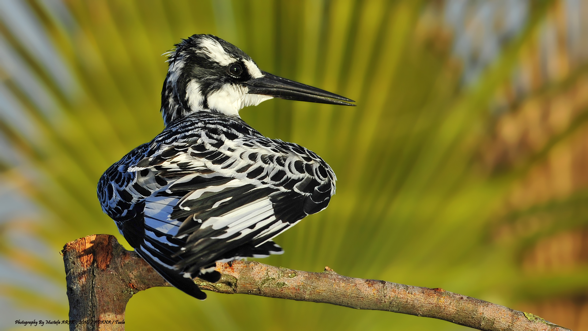 Alaca yalıçapkını