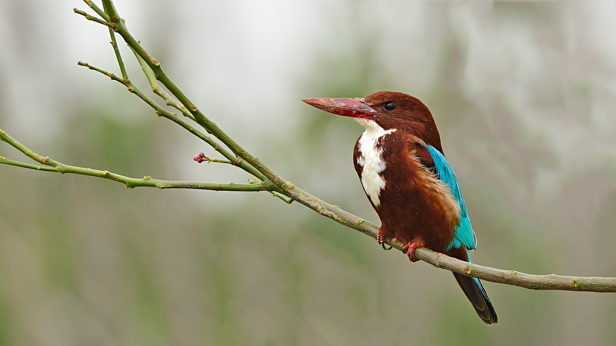 İzmir yalıçapkını