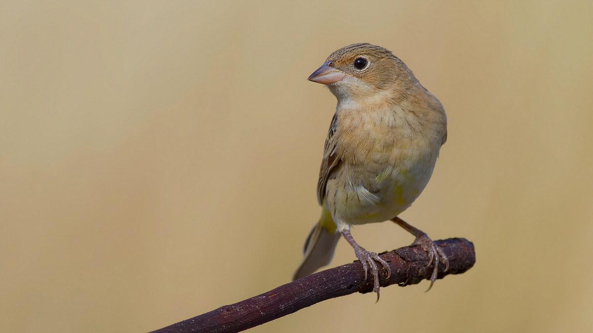 Karabaşlı kirazkuşu