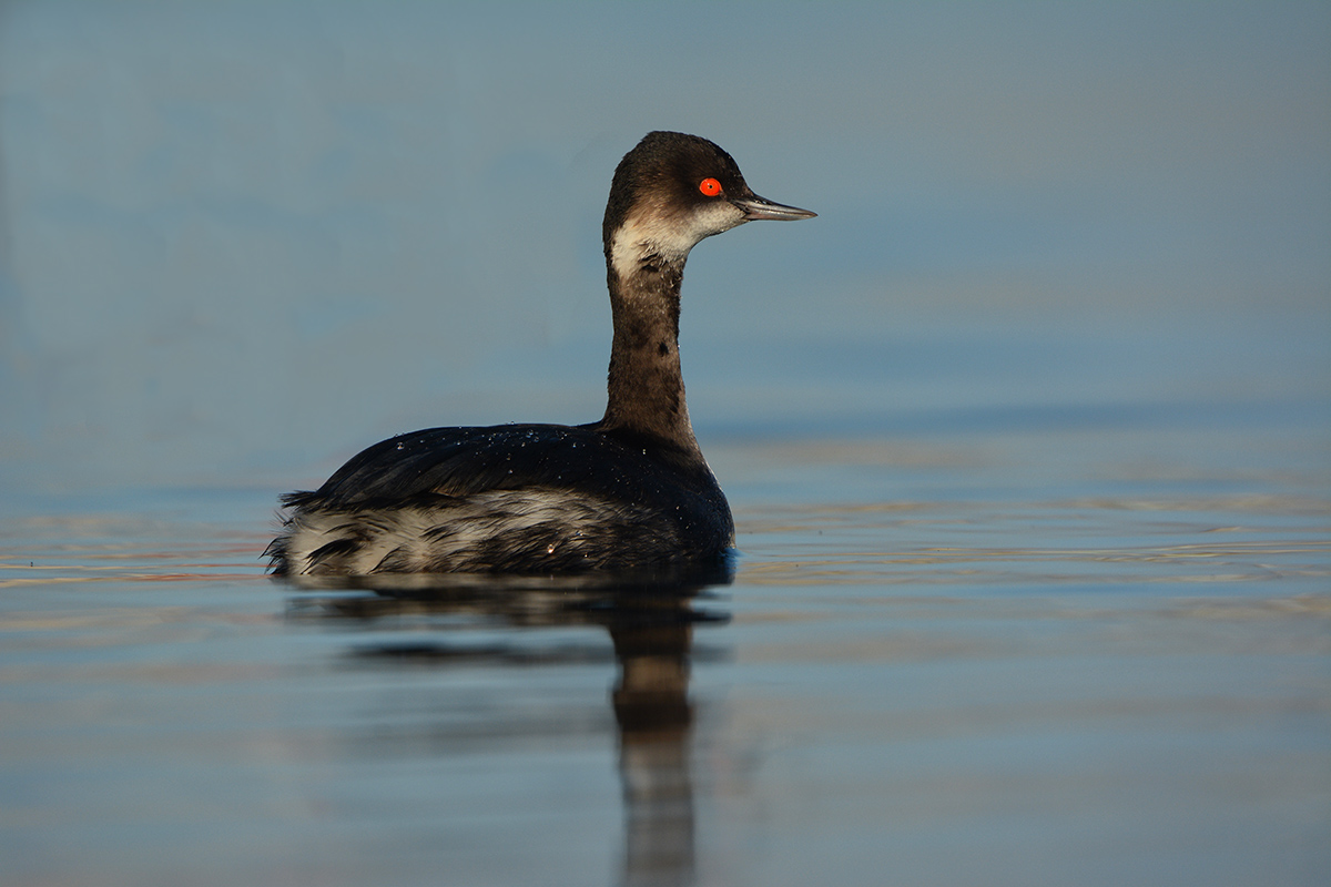 Karaboyunlu batağan