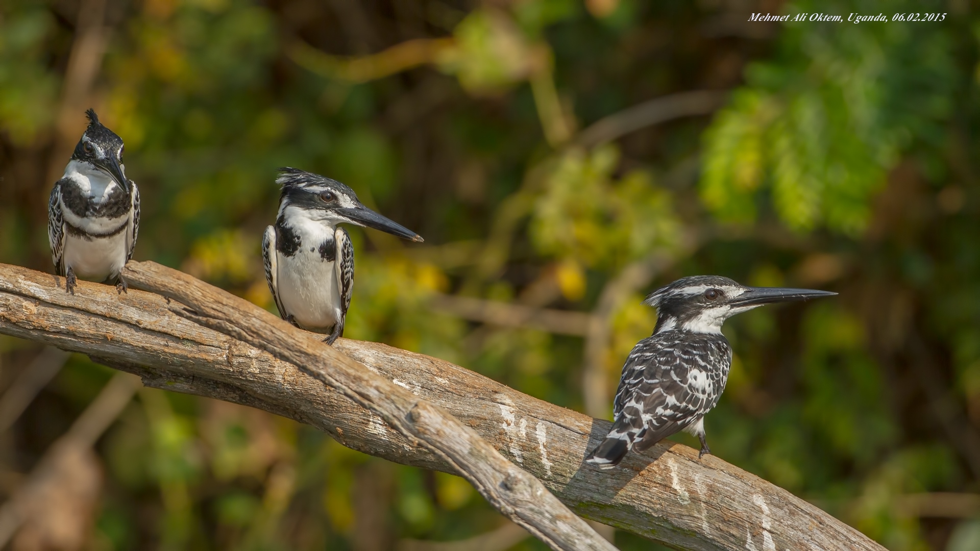 Alaca yalıçapkını