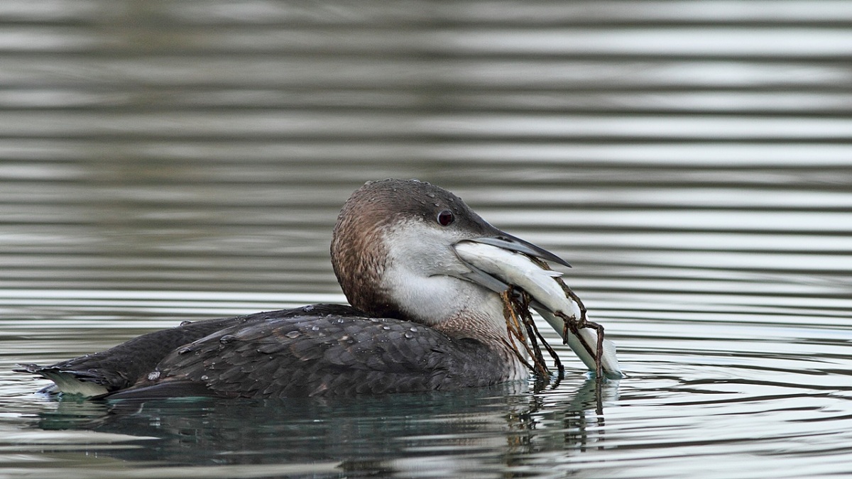 Karagerdanlı dalgıç