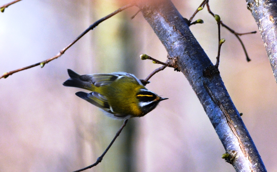 Sürmeli çalıkuşu