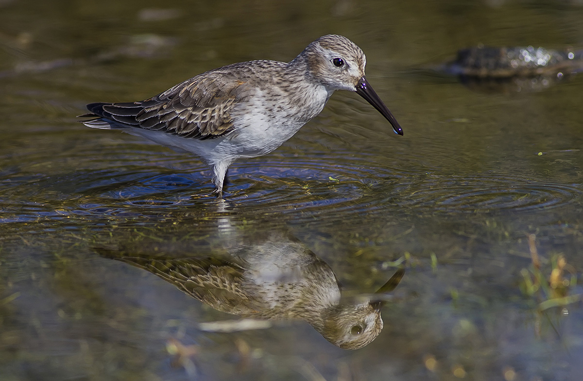 Karakarınlı kumkuşu