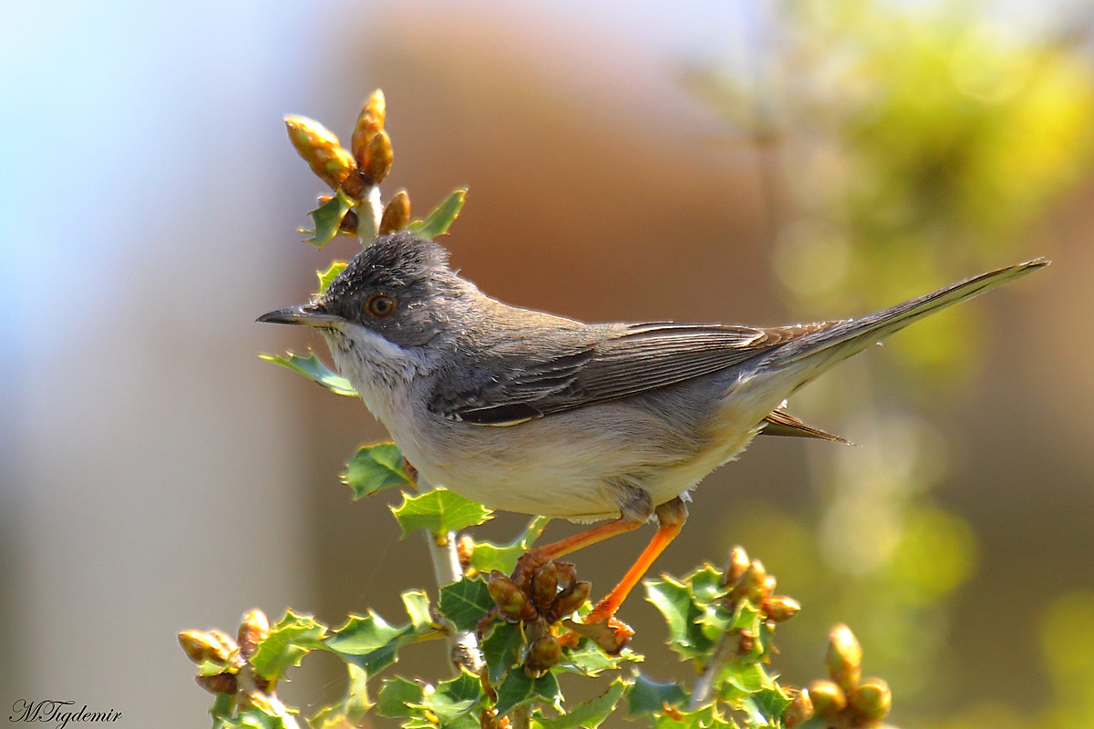 Karaboğazlı ötleğen