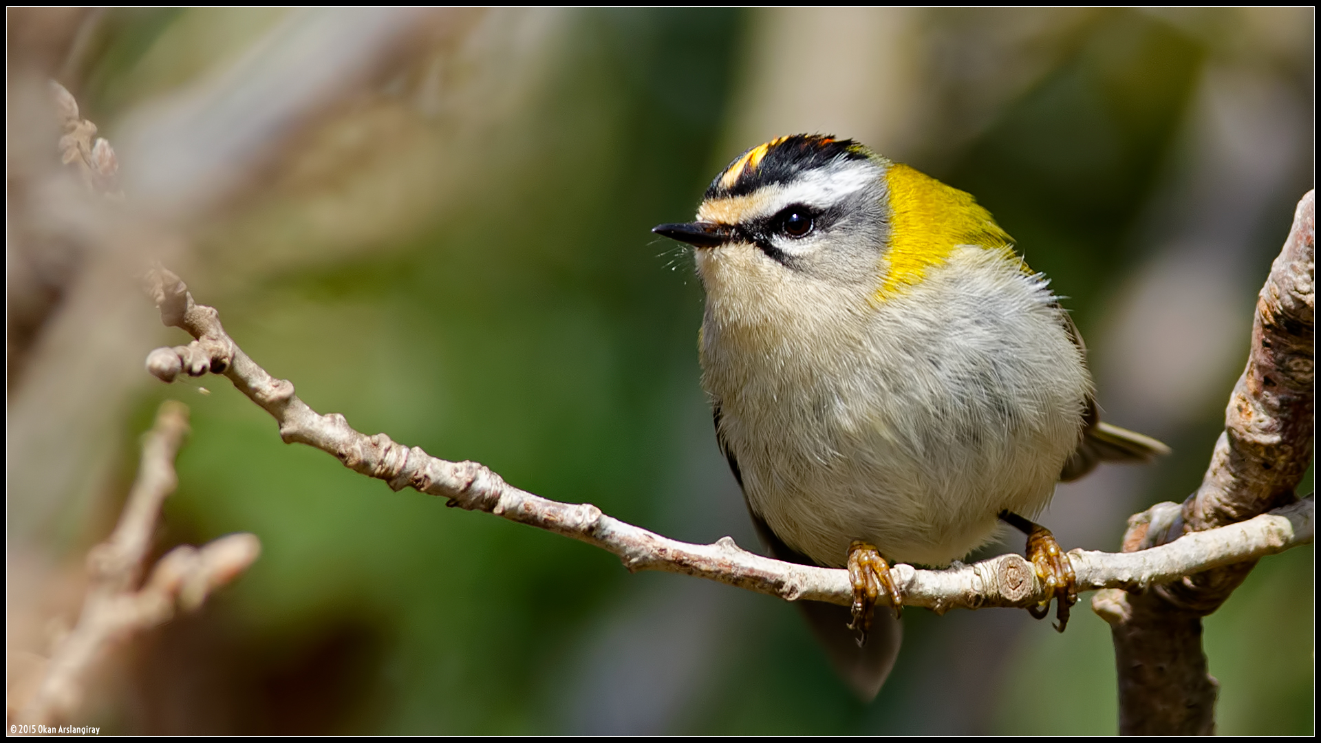 Sürmeli çalıkuşu