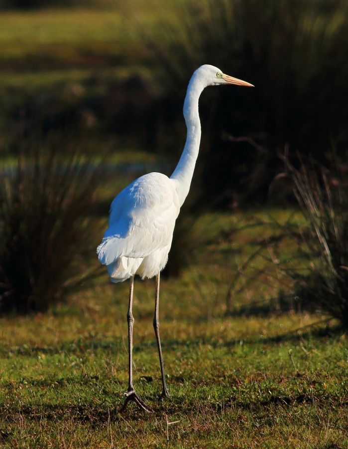 Büyük ak balıkçıl