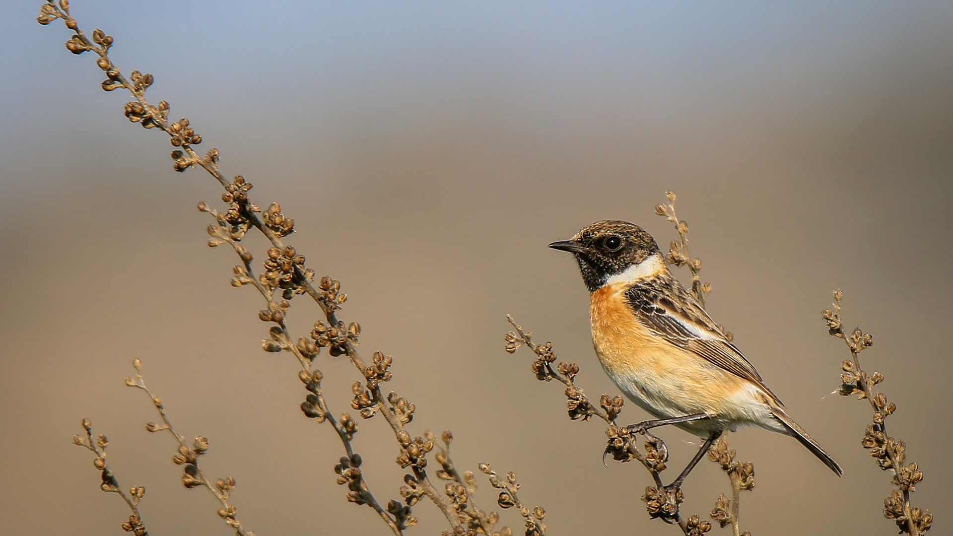 Taşkuşu » European Stonechat » Saxicola rubicola