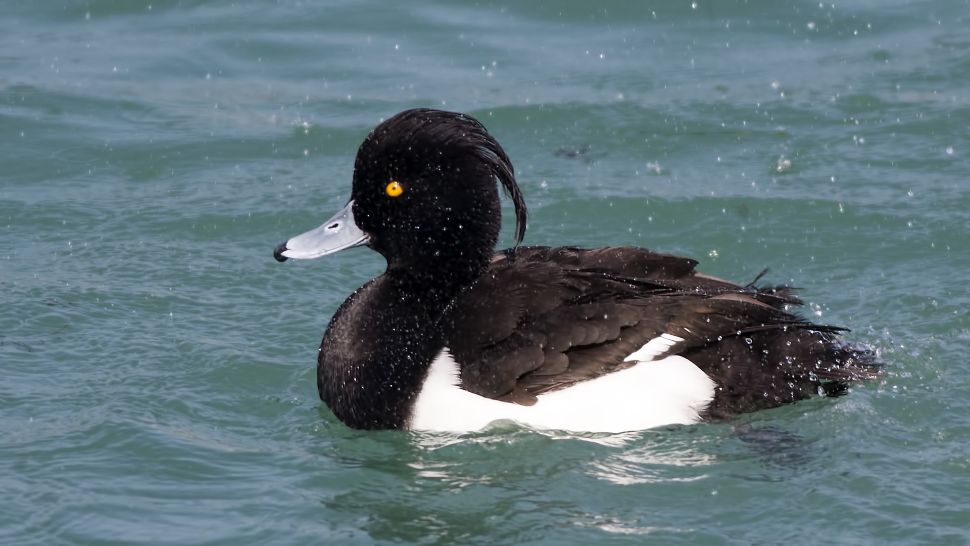 Tepeli patka » Tufted Duck » Aythya fuligula