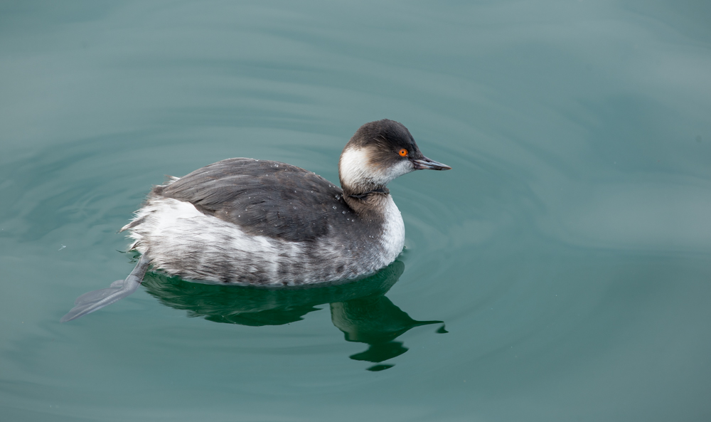 Karaboyunlu batağan