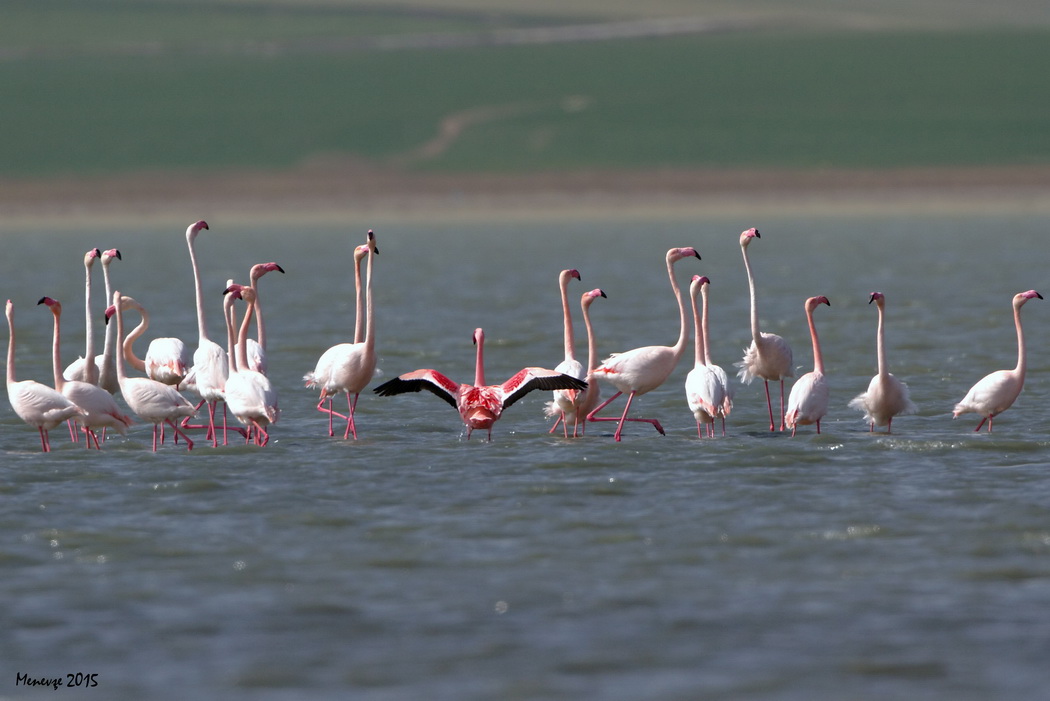 Küçük flamingo