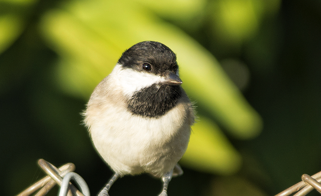 Akyanaklı baştankara