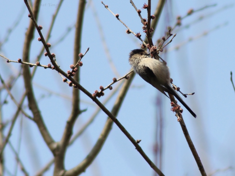 Uzunkuyruklu baştankara