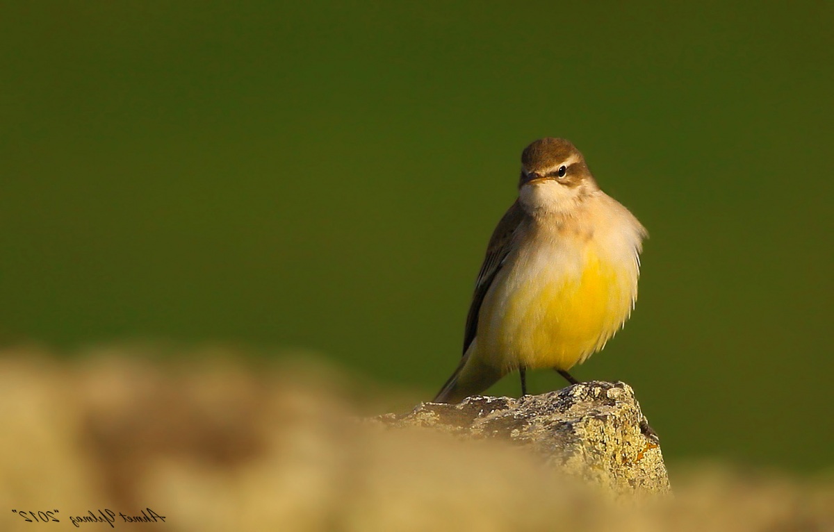 Sarı kuyruksallayan
