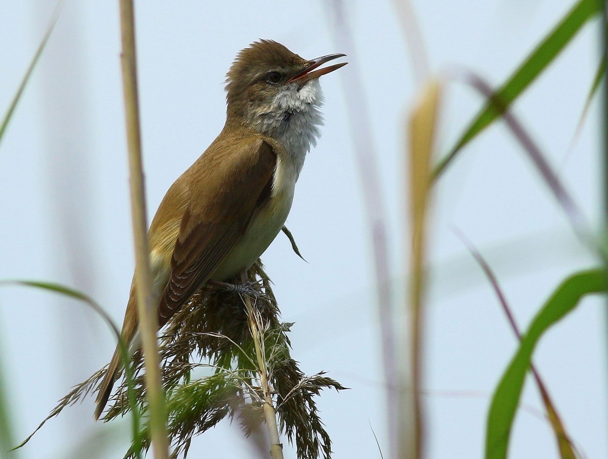 Büyük kamışçın