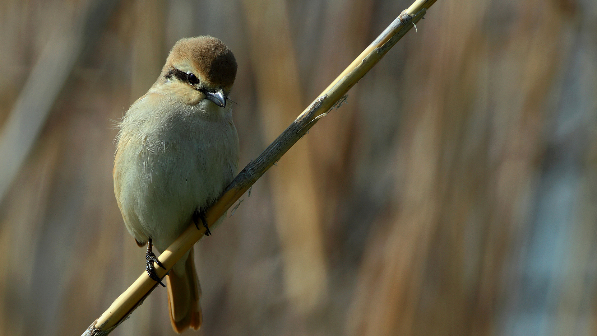 Türkistan örümcekkuşu
