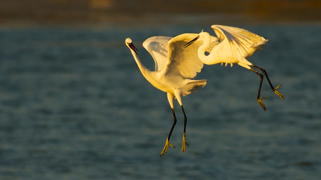 Küçük ak balıkçıl