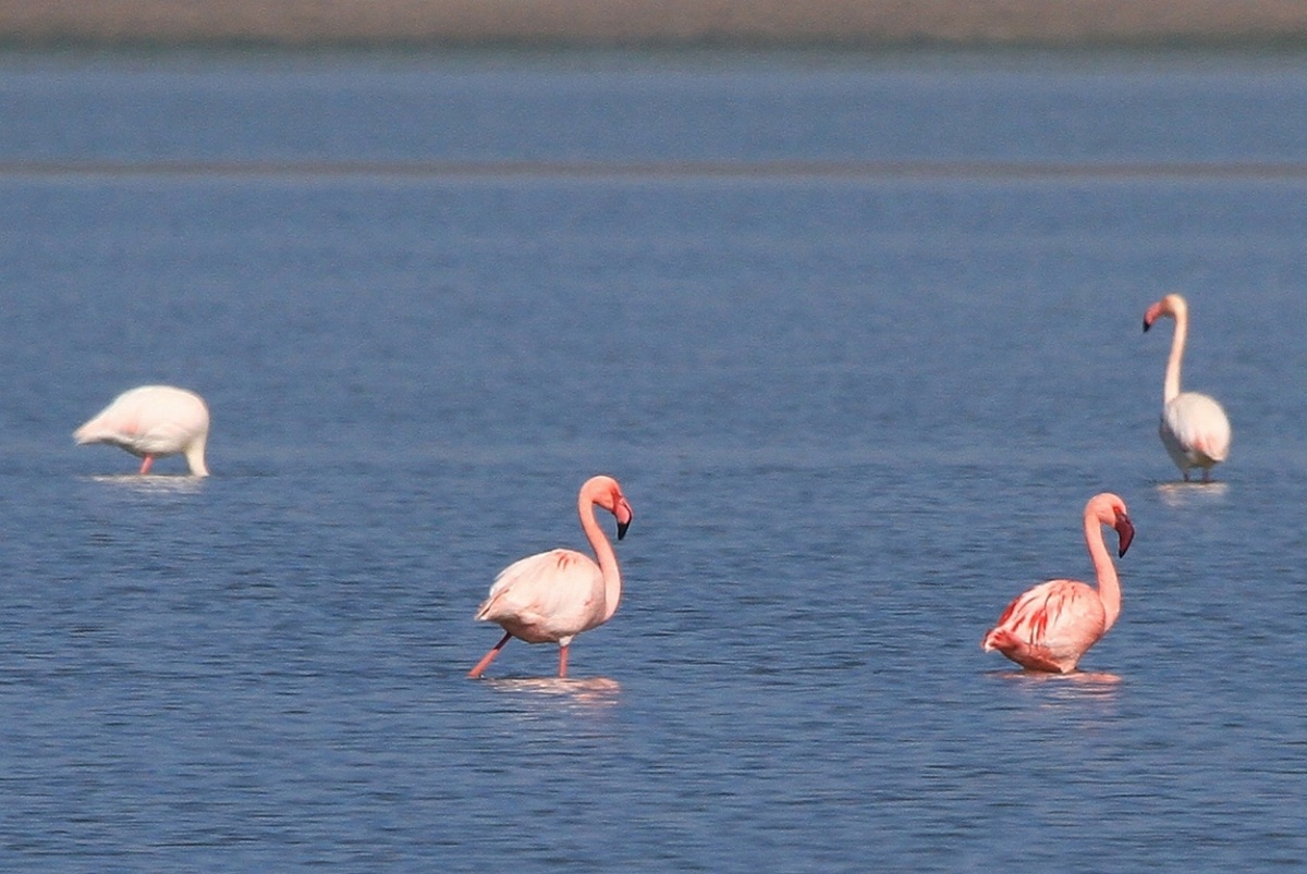 Küçük flamingo