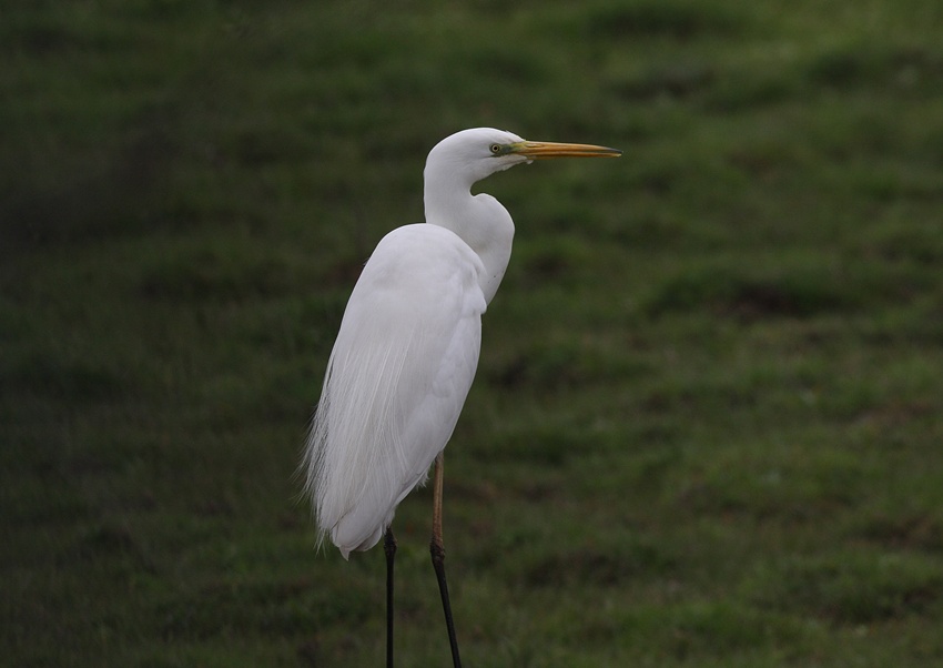 Büyük ak balıkçıl