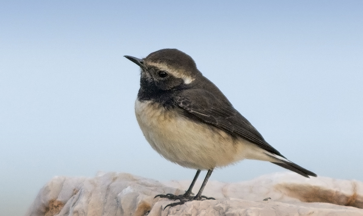 Kıbrıs kuyrukkakanı