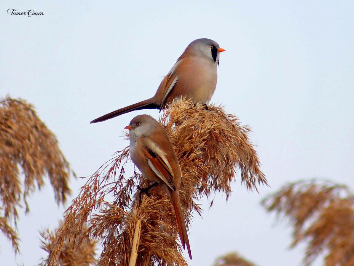 Bıyıklı baştankara
