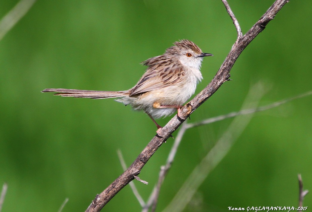 Dikkuyruklu ötleğen