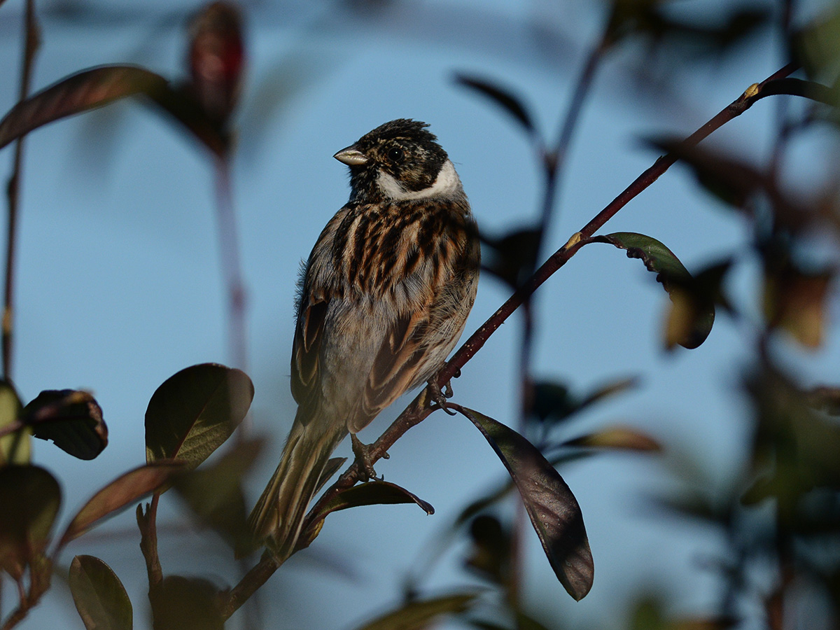 Bataklık Kirazkuşu