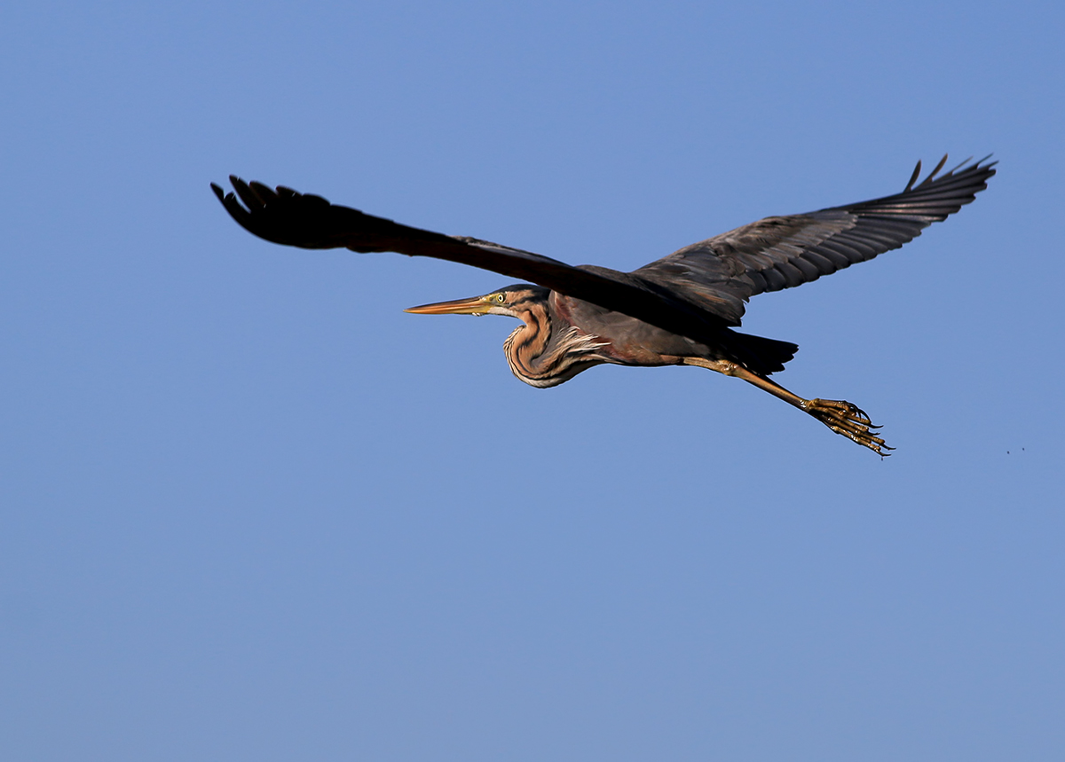 Erguvani balıkçıl