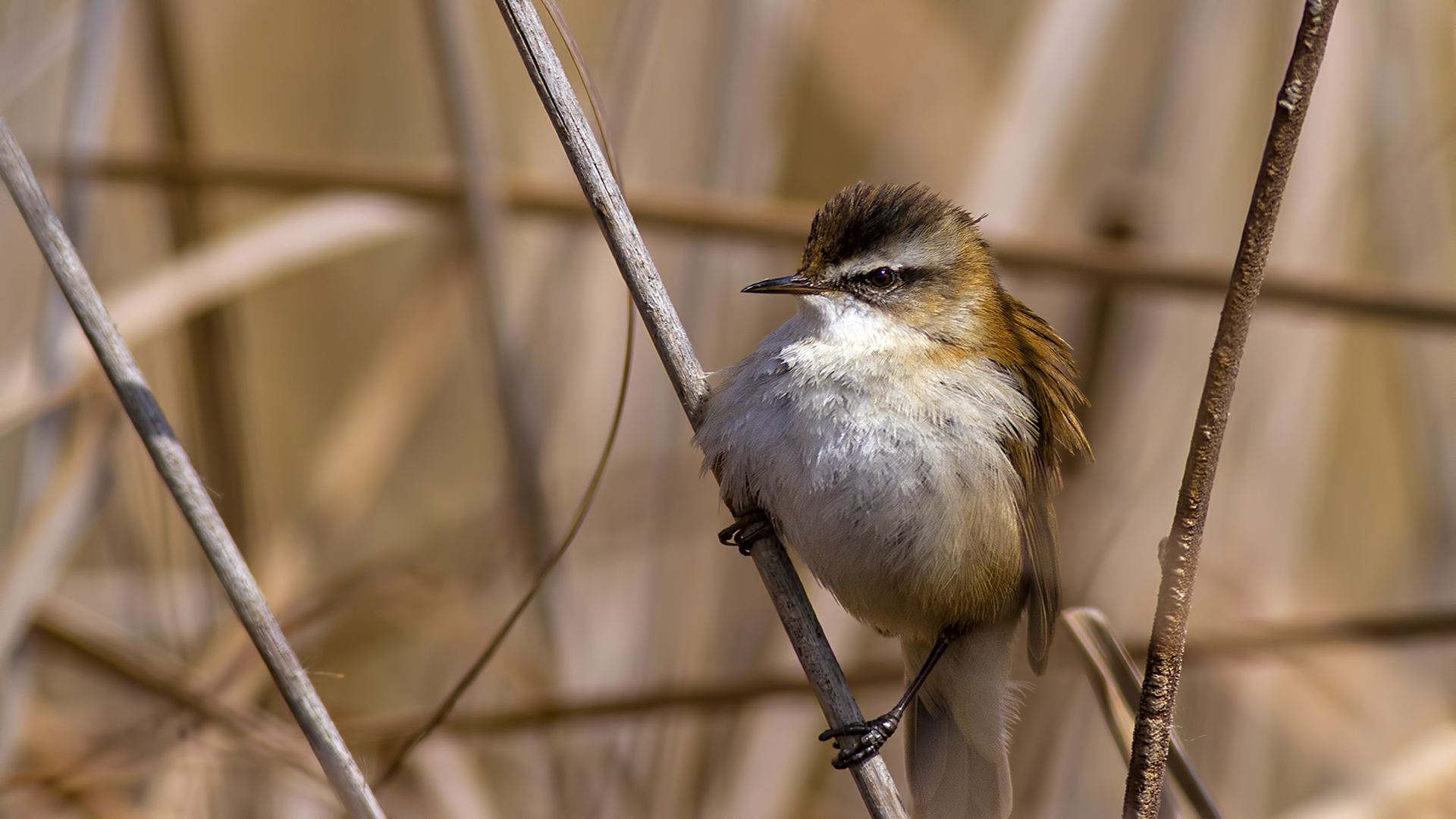 Bıyıklı kamışçın » Moustached Warbler » Acrocephalus melanopogon