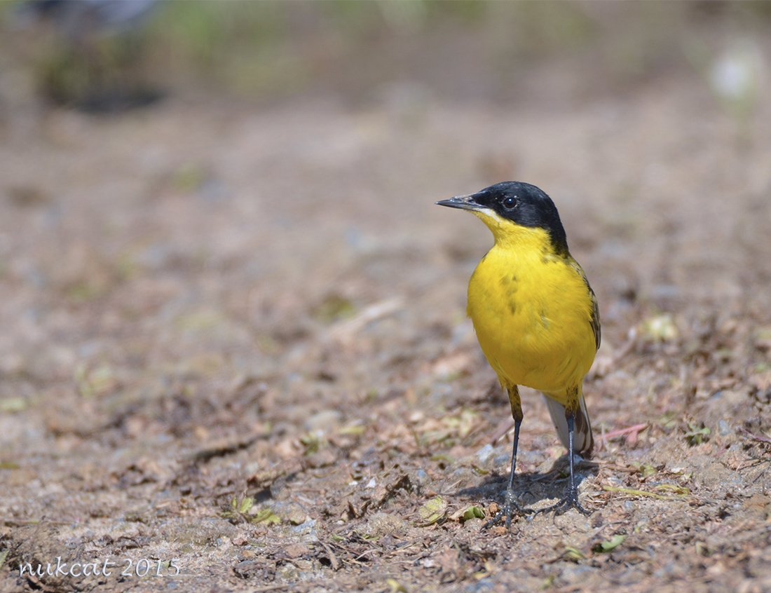 Sarı kuyruksallayan