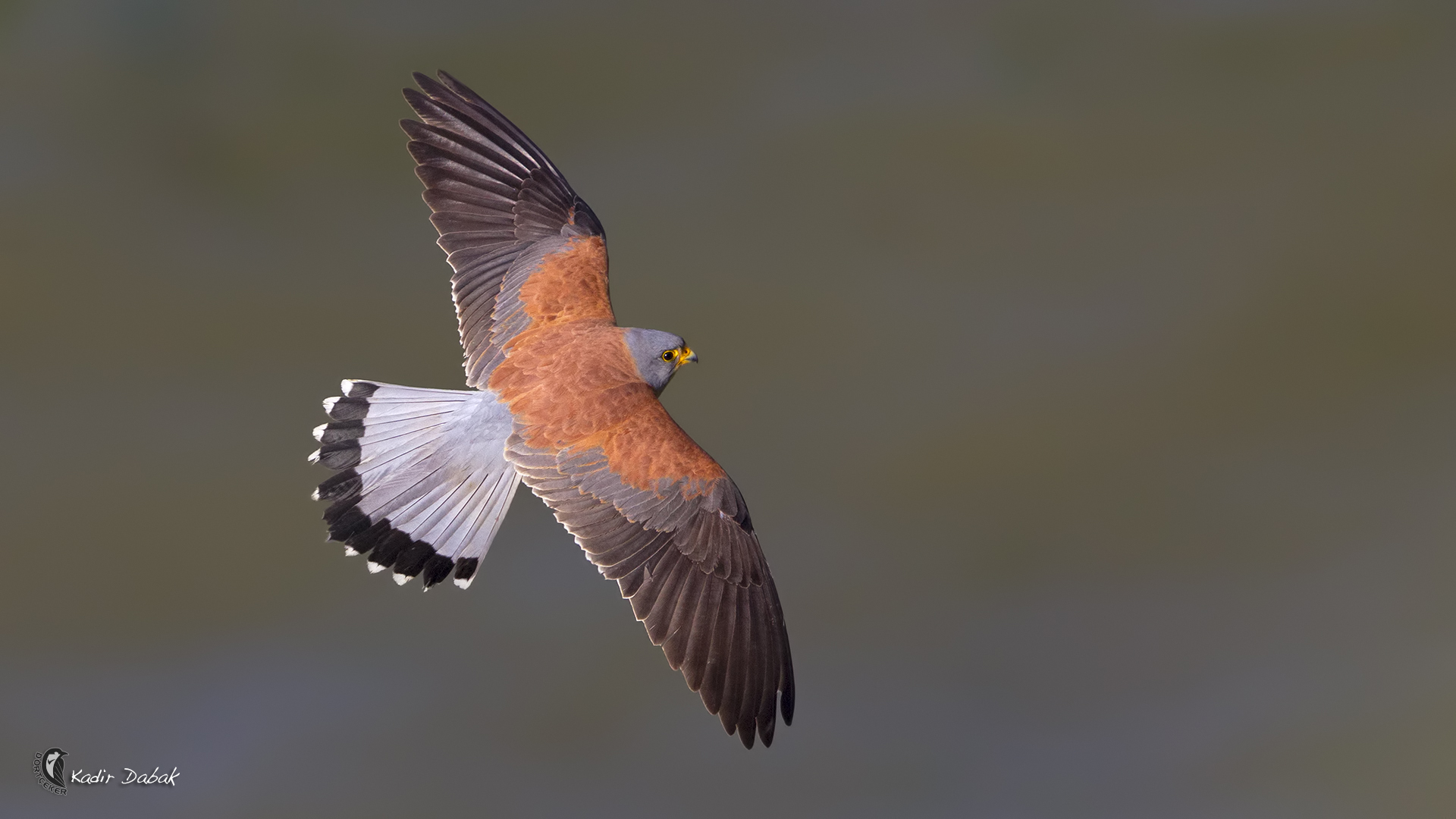 Küçük kerkenez » Lesser Kestrel » Falco naumanni