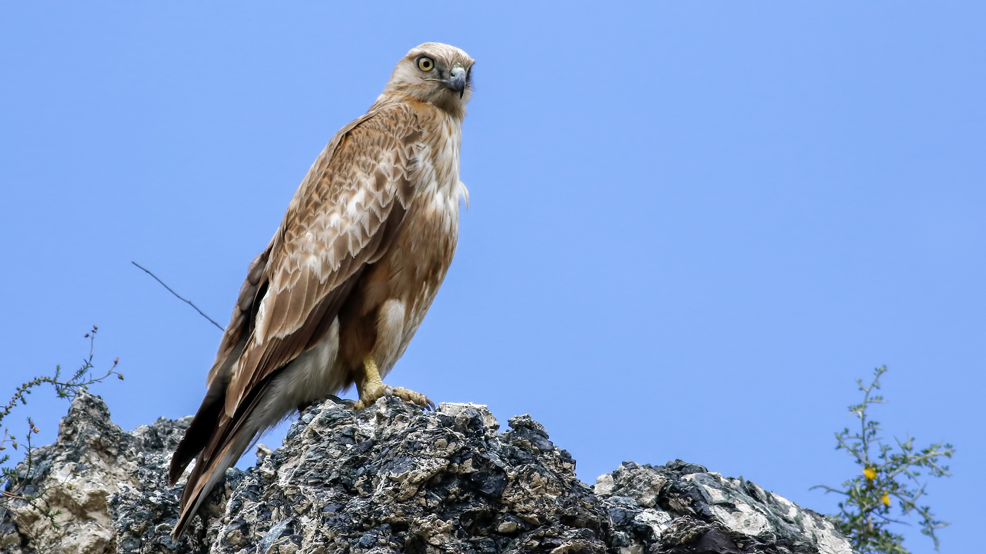 Kızıl şahin » Long-legged Buzzard » Buteo rufinus