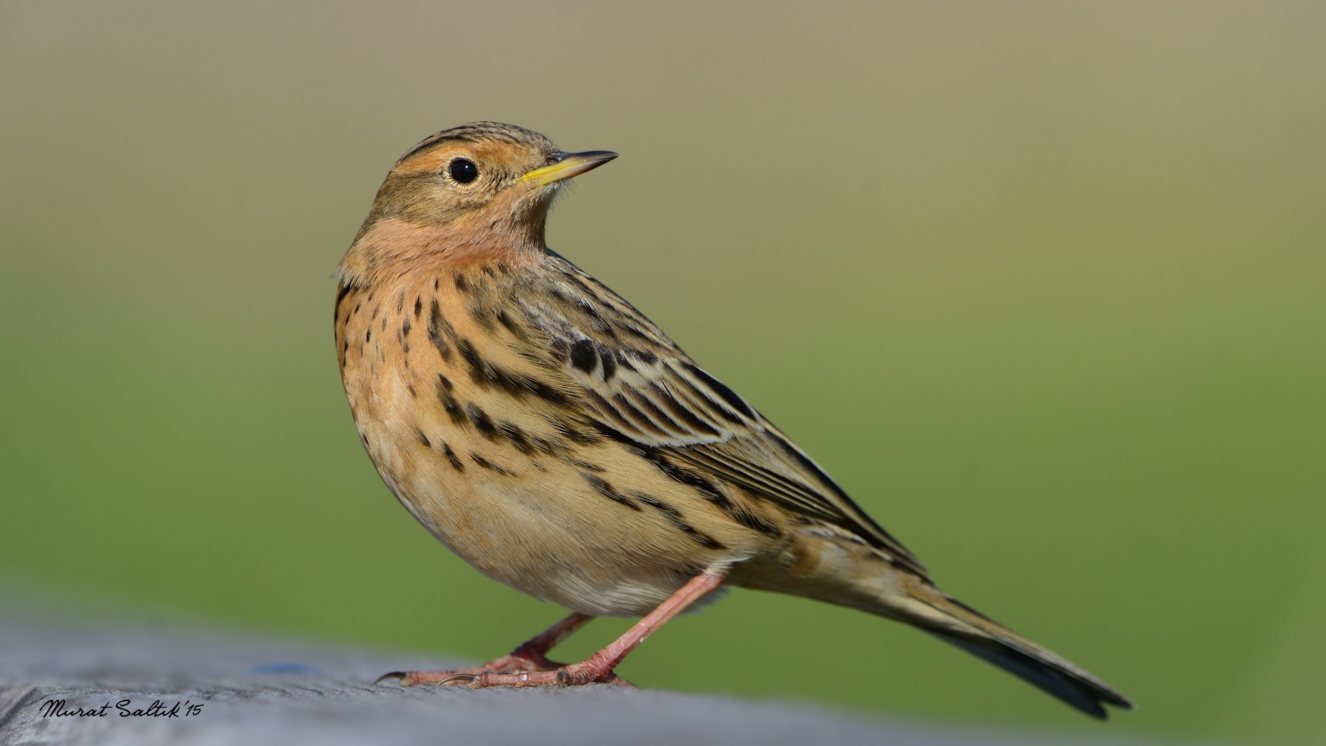 Kızılgerdanlı incirkuşu
