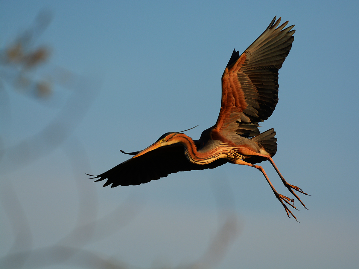 Erguvani balıkçıl