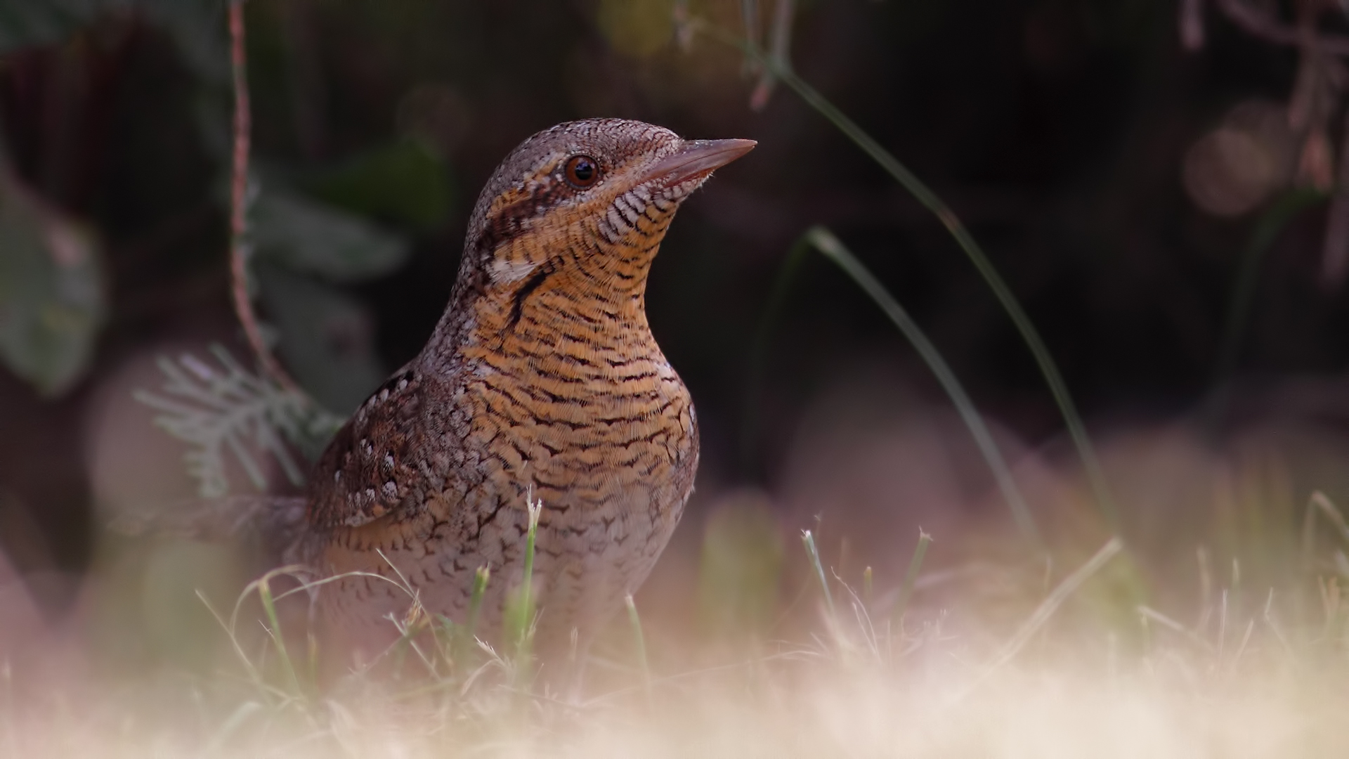 Boyunçeviren » Eurasian Wryneck » Jynx torquilla