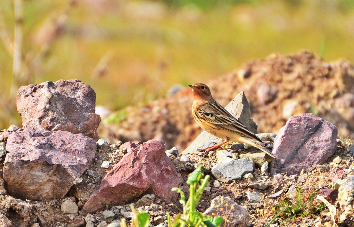 Kızılgerdanlı incirkuşu