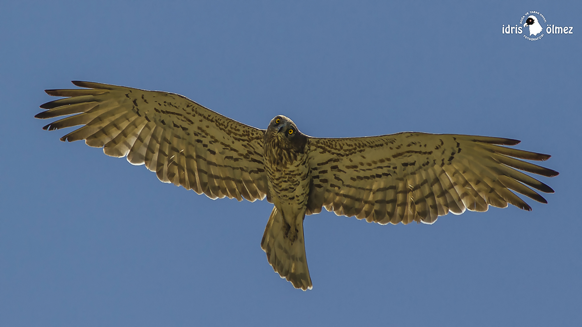 Yılan kartalı » Short-toed Snake Eagle » Circaetus gallicus