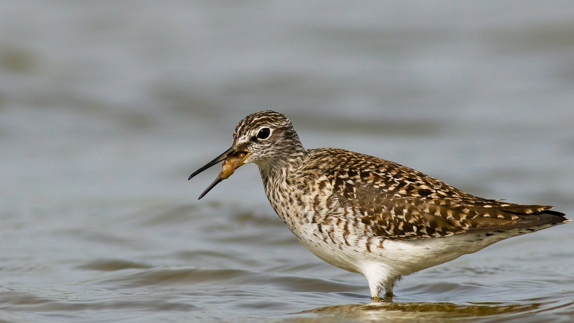 Orman düdükçünü