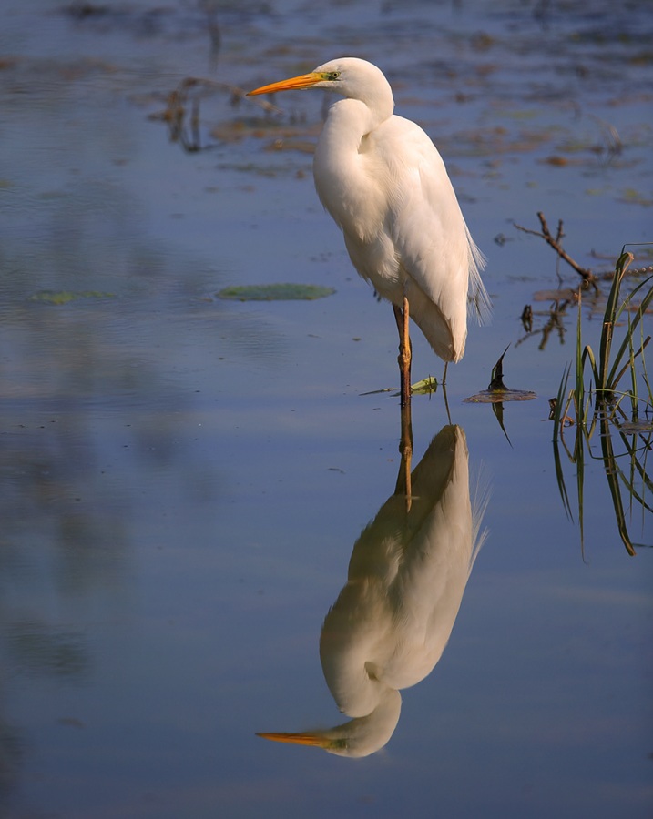 Büyük ak balıkçıl