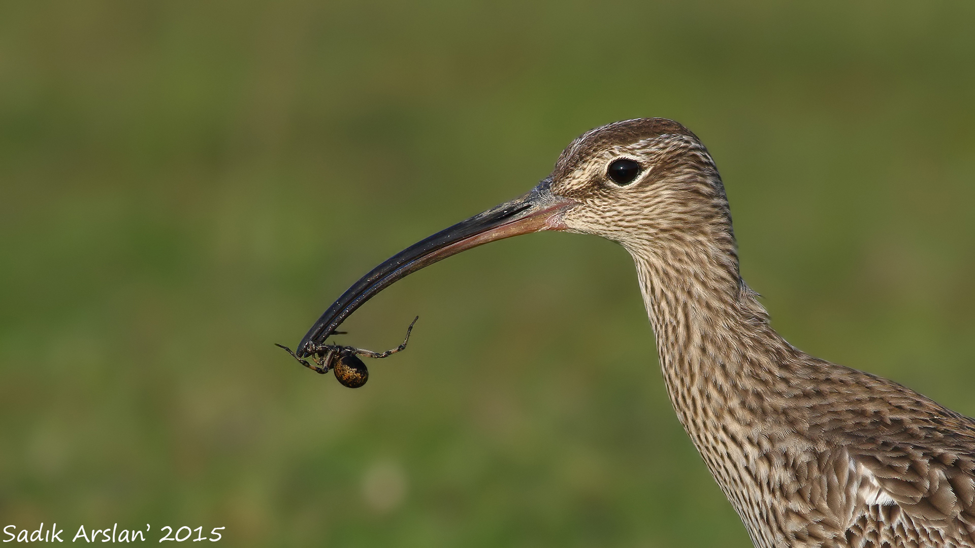 Sürmeli kervançulluğu