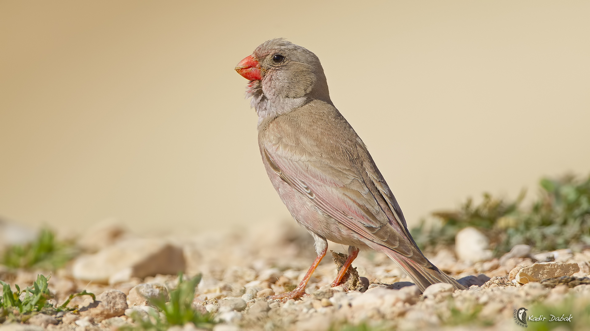 Küçük alamecek » Trumpeter Finch » Bucanetes githagineus